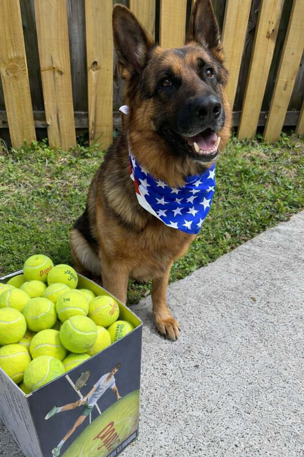 German Shepherd sitting next to a box of tennis balls